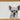 Colin Chihauhau Glass Chopping Board
