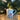 Dino Cockapoo Soy Wax Candle China Mug