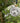 Dino Cockapoo Large Fine Bone China Bauble