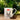 Christmas Elsie Elephant Fine Bone China Espresso Cup