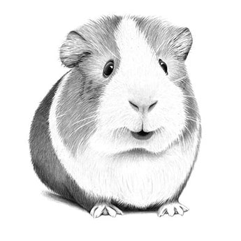 Ginny Guinea Pig Pencil Illustrated Greeting Card