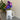 Sonny Spaniel 1/2 Pt Fine Bone China Jug