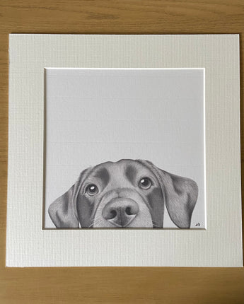 Lenny the Labrador Dog Mounted Print