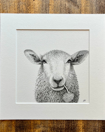 Baaley Sheep Mounted Print